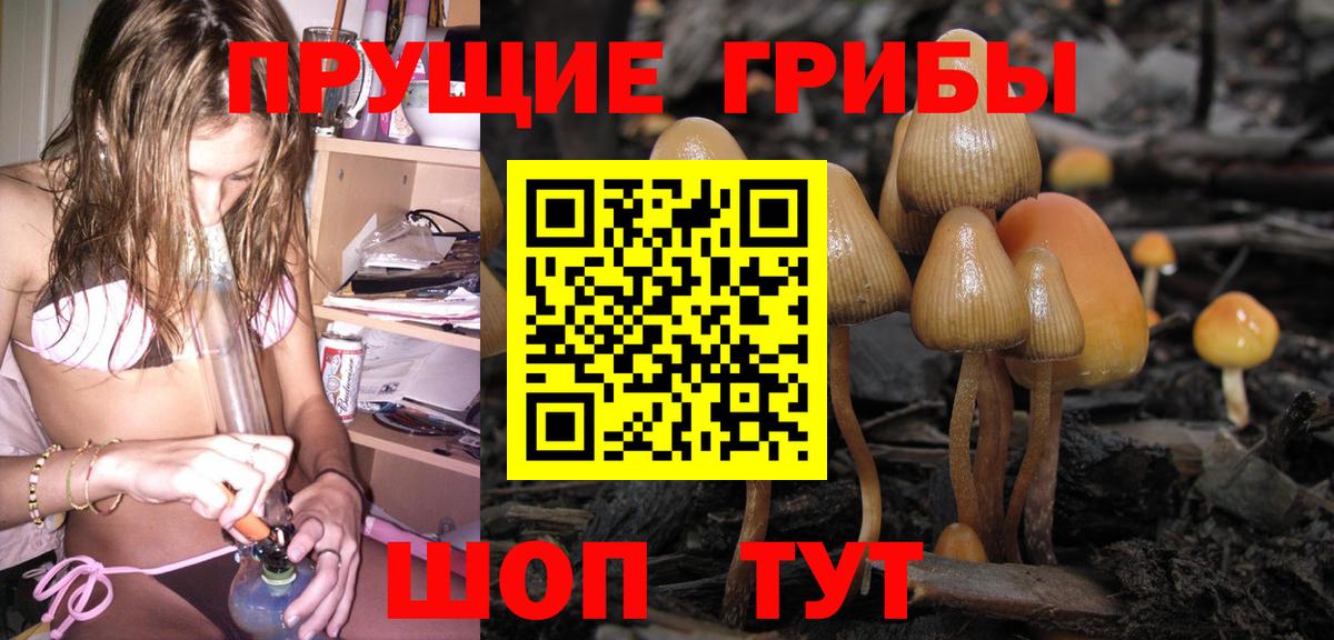 Псилоцибиновые грибы Psilocybine cubensis Зерноград